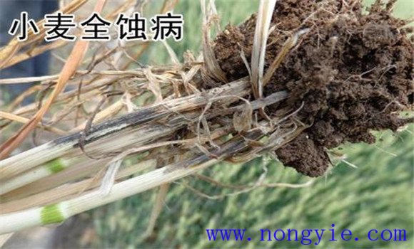 小麥全蝕病的預防與防治技術(shù)要點
