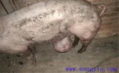 育肥豬拉黑稀是什么原因，如何預(yù)防與治療？