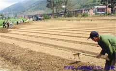 種植薄荷如何選地整地？薄荷種植管理技術(shù)要點(diǎn)