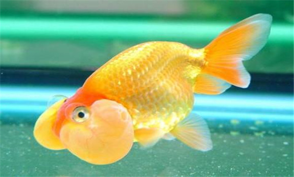 珍珠魚(yú)怎么養(yǎng)