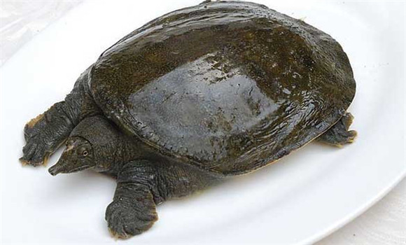 常見甲魚疾病有哪些，甲魚病病防治的方法