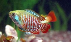 麗麗魚好養(yǎng)活嗎?麗麗魚怎么分公母、怎么養(yǎng)