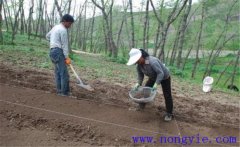 當歸栽培方法，當歸怎么種植才能高產(chǎn)？
