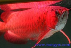 紅龍魚價(jià)格多少錢一條，紅龍魚如何飼養(yǎng)與管理