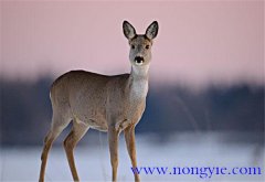 狍子是幾級(jí)保護(hù)動(dòng)物，狍子為什么傻