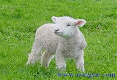 羔羊的早期飼喂、合理補(bǔ)飼和運(yùn)動(dòng)鍛煉方法