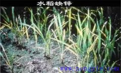 水稻缺鋅會(huì)導(dǎo)致僵苗，水稻缺鋅怎么辦？