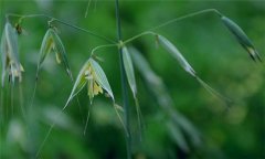 燕麥種植時間，燕麥?zhǔn)裁磿r間種植