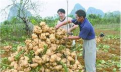 豆薯如何種植，豆薯種植與栽培技術(shù)