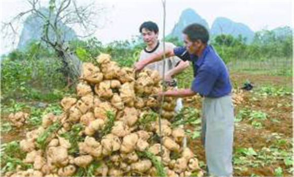 豆薯如何種植，豆薯種植與栽培技術(shù)