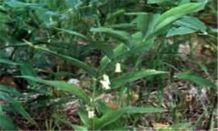 玉竹怎樣種植 北方地區(qū)玉竹種植技術要點