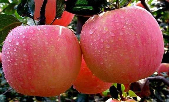 蘋(píng)果的功效