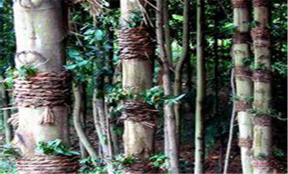 仿野生鐵皮石斛如何種植，鐵皮石斛的種植技術