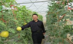 西瓜、甜瓜旱塘高壟栽培技術(shù)