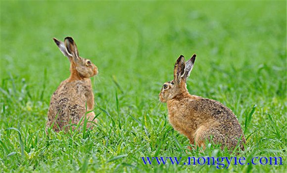 野兔是保護(hù)動物嗎？