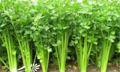 怎樣種植芹菜，芹菜的種植方法與技術(shù)要點