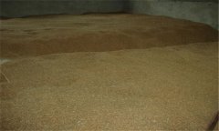 小麥種子貯藏要注意什么？