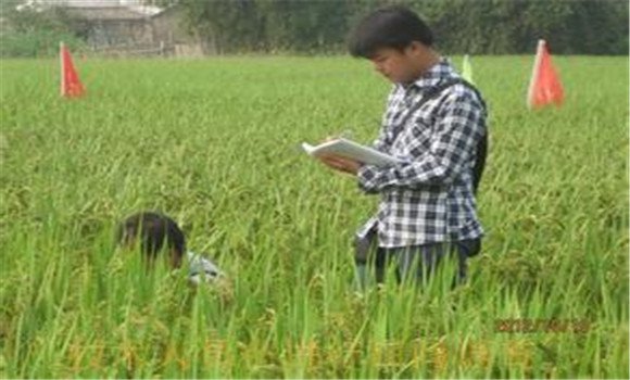 水稻病蟲(chóng)害綠色防控技術(shù)