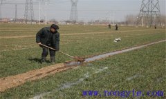 小麥冬灌時(shí)間是什么時(shí)候？小麥澆冬水的作用