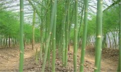 蘆筍的種植方法 蘆筍施肥、培土的管理方法