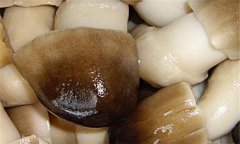 草菇的營(yíng)養(yǎng)價(jià)值及經(jīng)濟(jì)價(jià)值如何？
