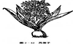 如何養(yǎng)殖風信子，風信子的養(yǎng)殖方法