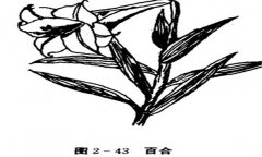 百合花怎么養(yǎng)，百合的產(chǎn)地、習(xí)性與養(yǎng)殖