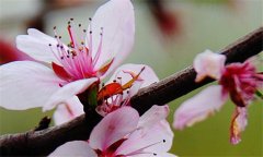 誰(shuí)會(huì)錯(cuò)過那番花信風(fēng)
