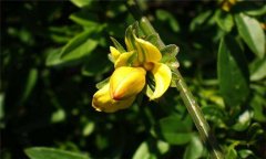 迎春花的養(yǎng)殖方法，迎春花的養(yǎng)殖技術(shù)要點(diǎn)