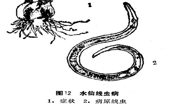 如何防治水仙線蟲??？