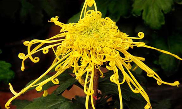 盆栽菊花怎么養(yǎng)才好？