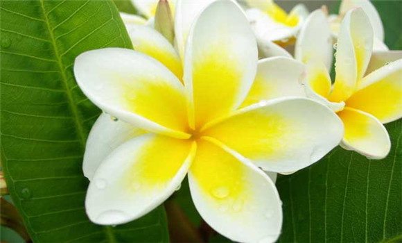 盆栽雞蛋花怎么養(yǎng)？