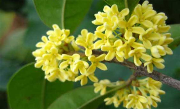 四季桂什么時候開花？