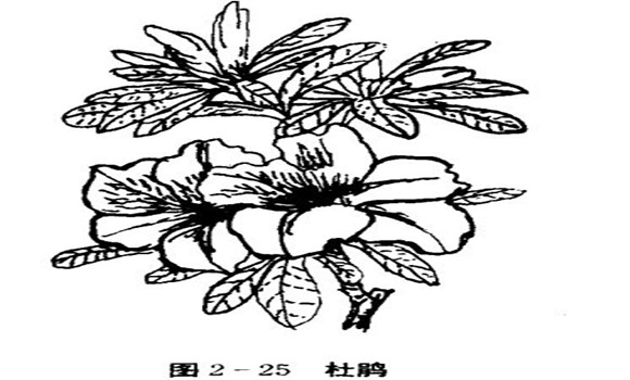 怎樣養(yǎng)杜鵑花，杜鵑花怎么養(yǎng)