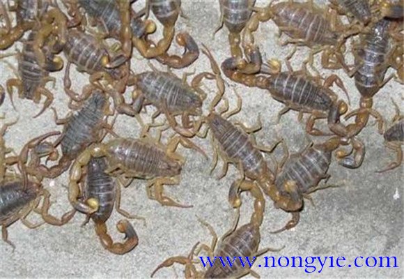養(yǎng)殖蝎子應具備哪些條件
