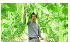 怎樣種植苦瓜，苦瓜種植方法與技術(shù)要點(diǎn)