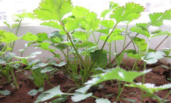 陽臺(tái)香菜的種植方法，陽臺(tái)香菜怎么種