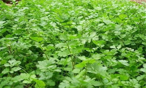 怎樣種芫荽，種芫荽的方法
