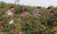 花椒品種有哪些？