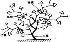 大、中棚香瓜的整枝方法