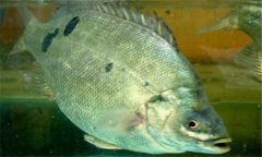 石斑魚是淡水魚嗎？石斑魚有哪些種類？