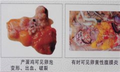 雞傳染性鼻炎用什么藥效果好，如何治療?