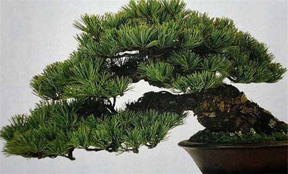 盆栽五針?biāo)稍趺答B(yǎng)？