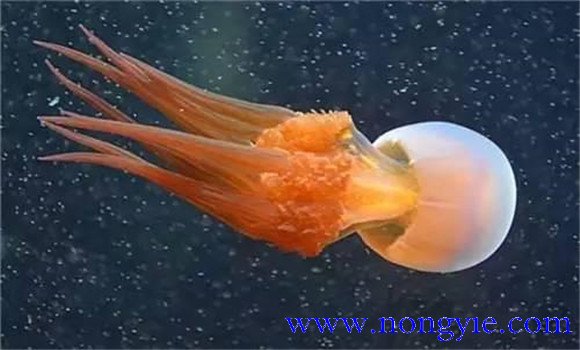海蜇是水母嗎？