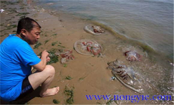 海蜇能蜇死人嗎，如何預(yù)防被蜇傷