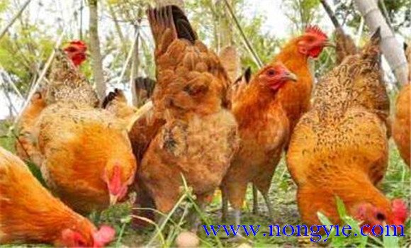 不重視預產期飼養(yǎng)