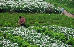 白芍種植技術(shù)、方法與主要步驟