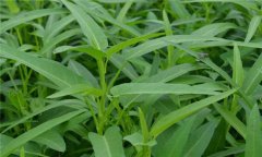 蕹菜是什么菜，有何特征？
