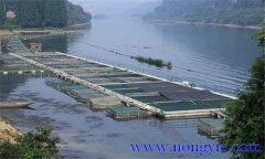 魚類氨氮中毒、藥害及泛塘的差別及解救方法