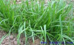 畜牧草有哪幾種？各有什么特點與生產(chǎn)優(yōu)勢？